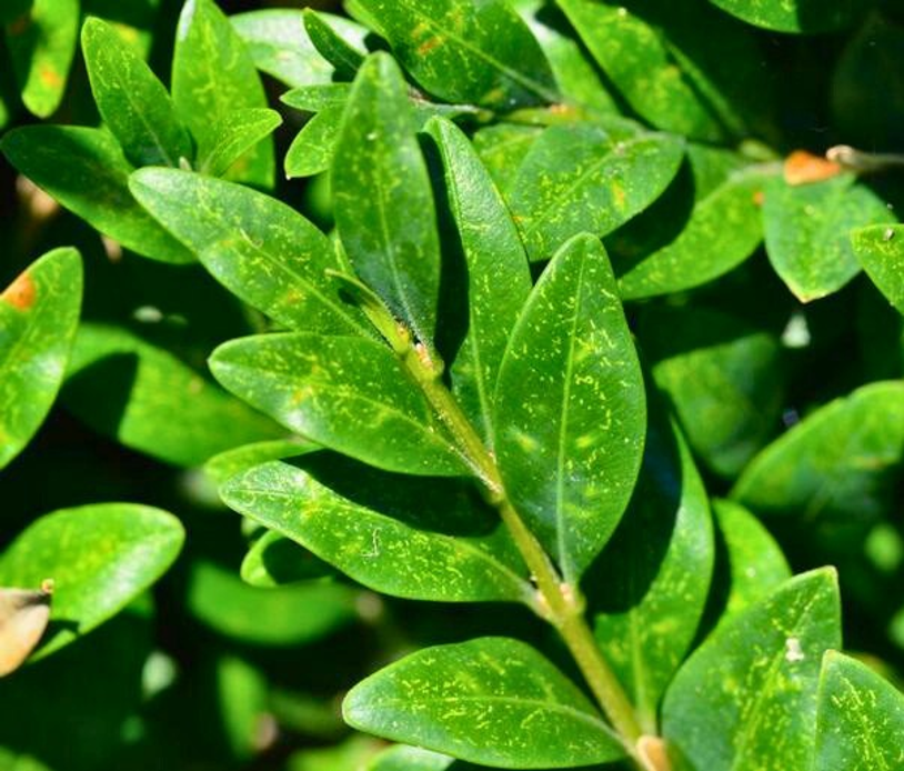 Tiny, pale whitish-yellowish dots on the leaves of a boxwood plant.
